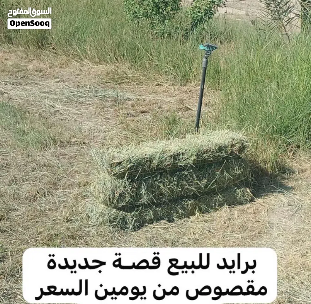 تتوفر لدينا برايد انتاج جديد وشي توصيل بنول