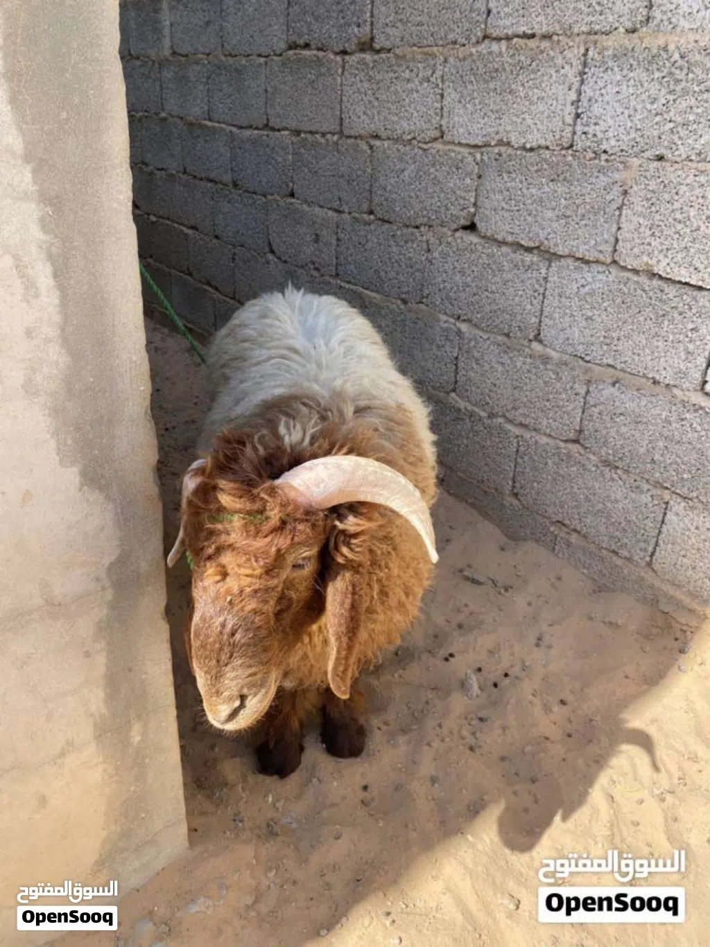 خروف للبيع