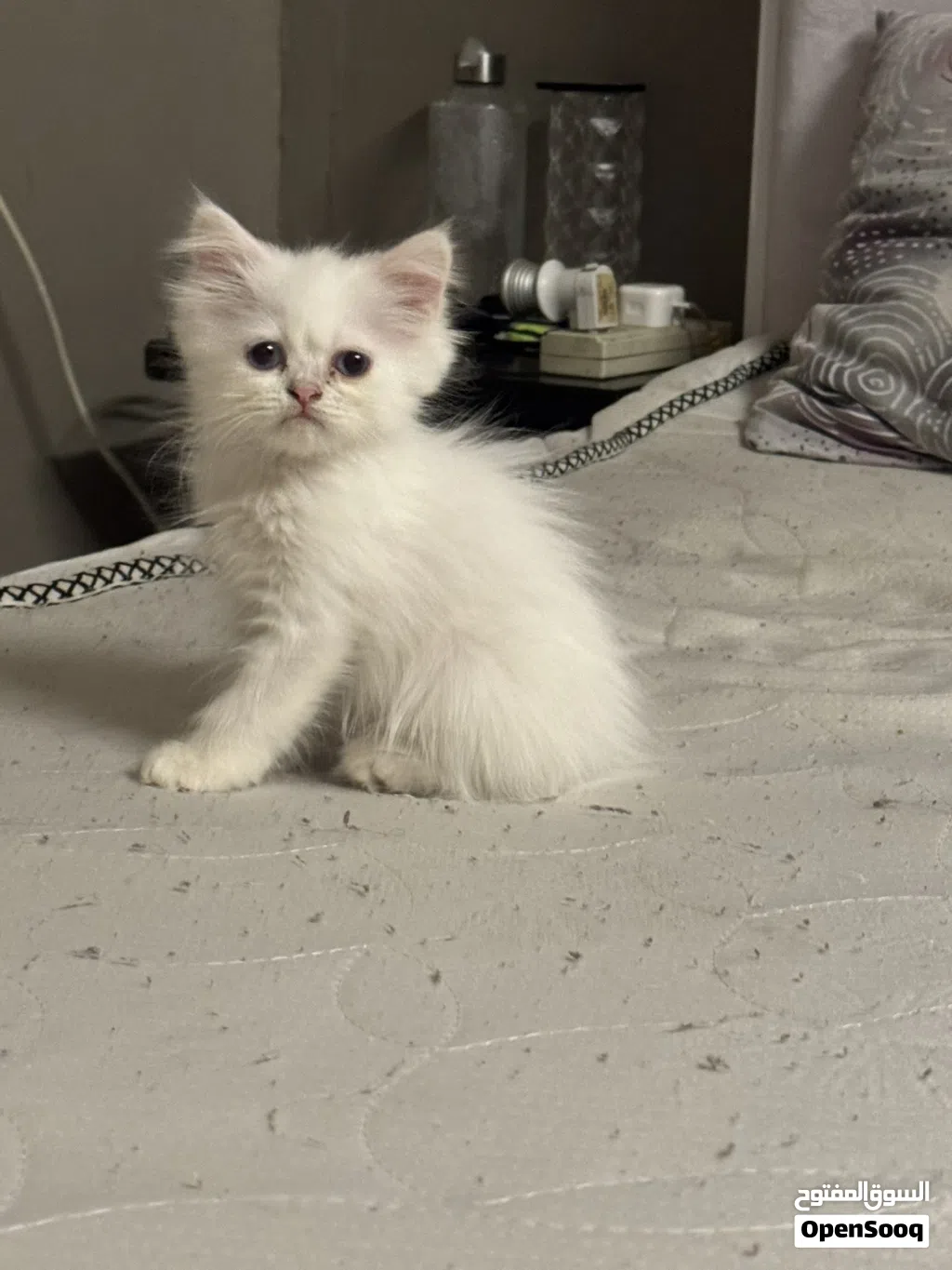 Adorable Male white Persian kitten 3 months old very active and playful