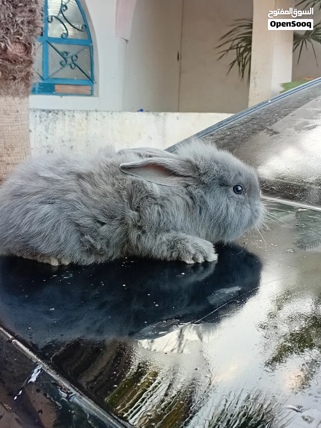 ارانب أسد أنثى