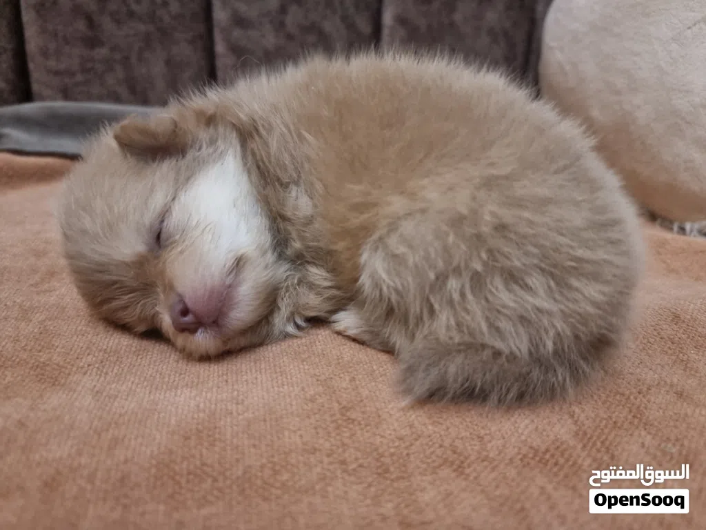 جرو بوميرانيان ذكر Pomeranian puppy male
