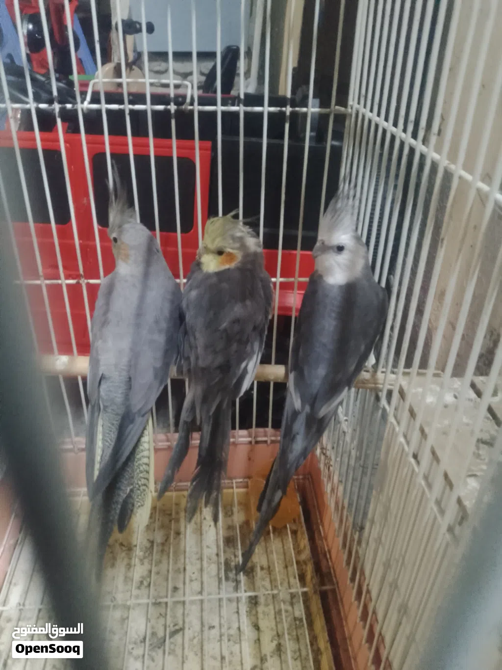 السلام عليكم موجود اناثي عدد 2 و فحل كوكتيل الفحل وايت فيس نخب اقرا الوصف