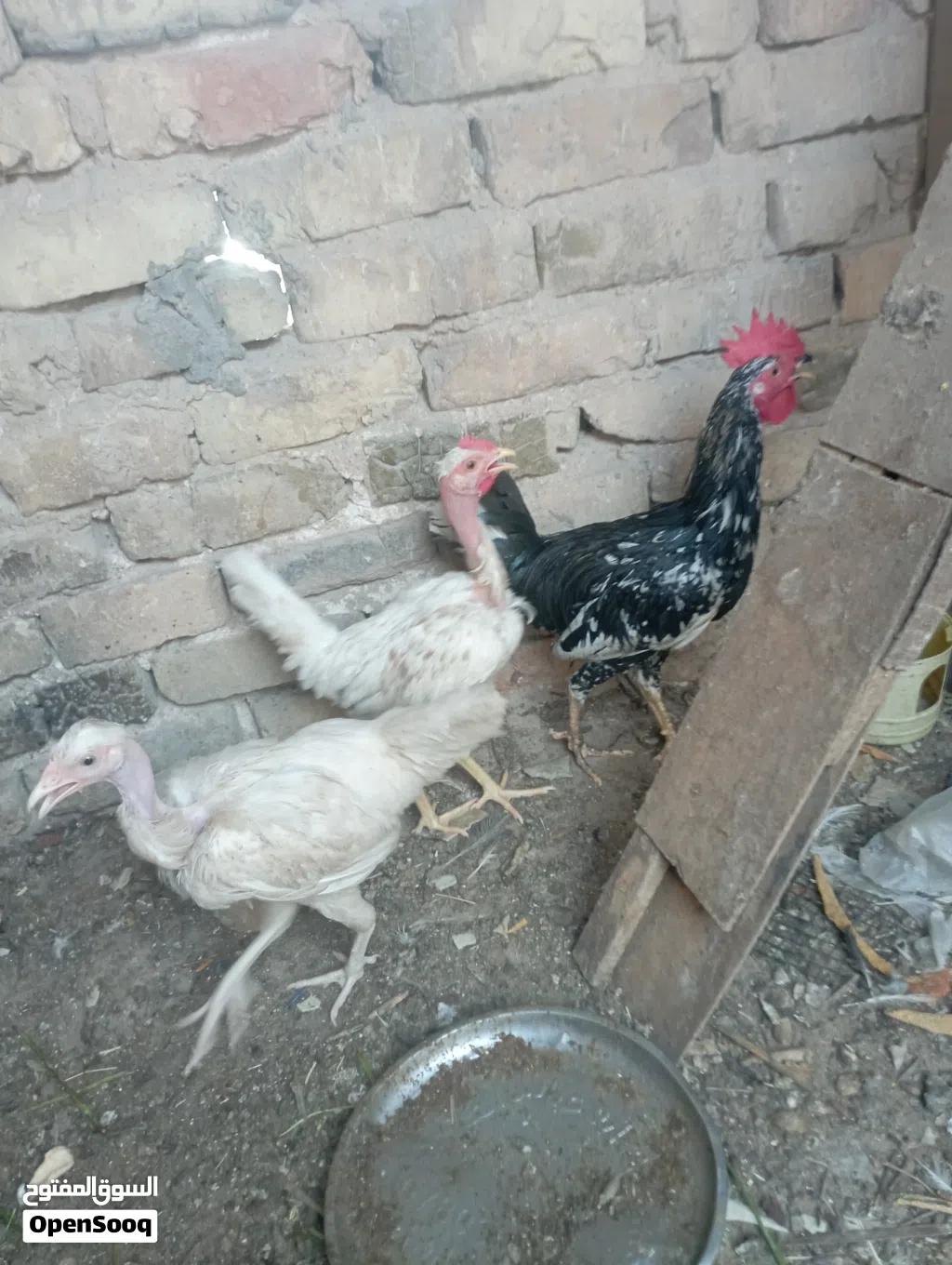 دجاجات ام ركيبه عدد 2 لون ابيض ع وجه بيض
