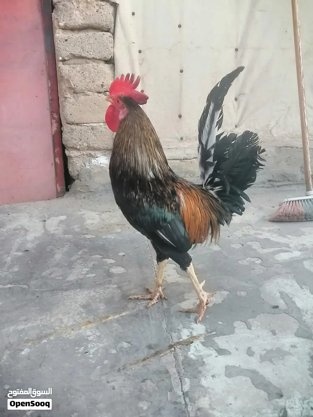 متوفر دجاج كويتي اصلي خط اول كحالي سيافي