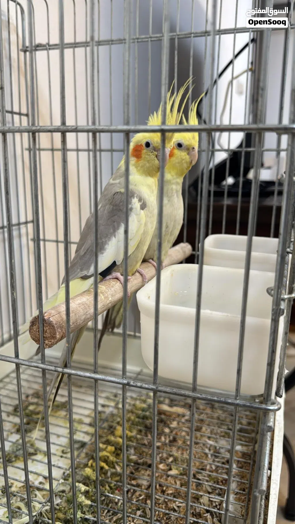زوج كروان بصحة جيدة مع القفص
