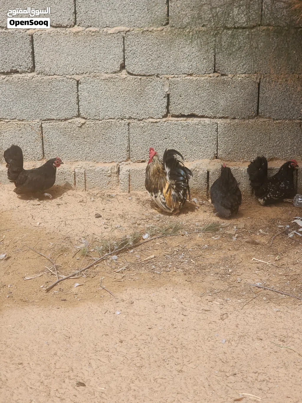 دجاج كيني للبيع