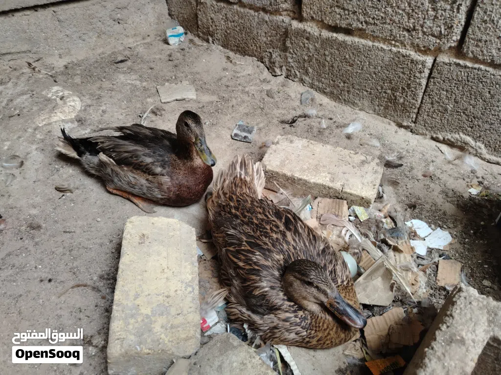 بش حر بري خضيري زوج حواهن بيض