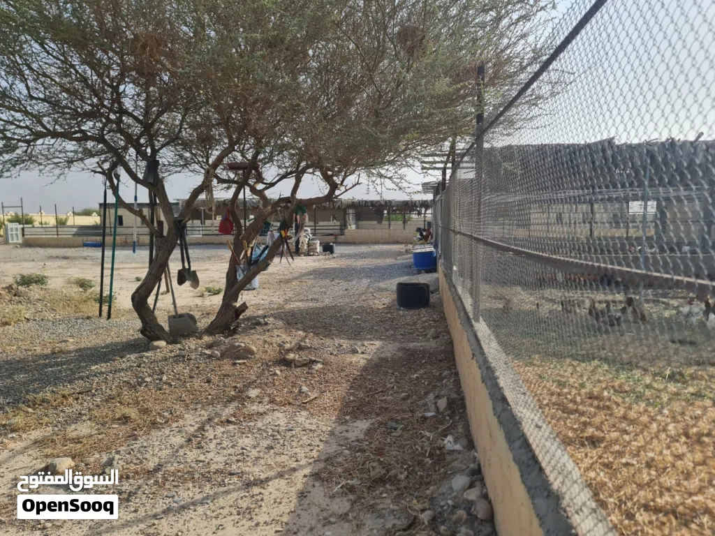 ارض زراعيه حق انتفاع للبيع حي التراث
