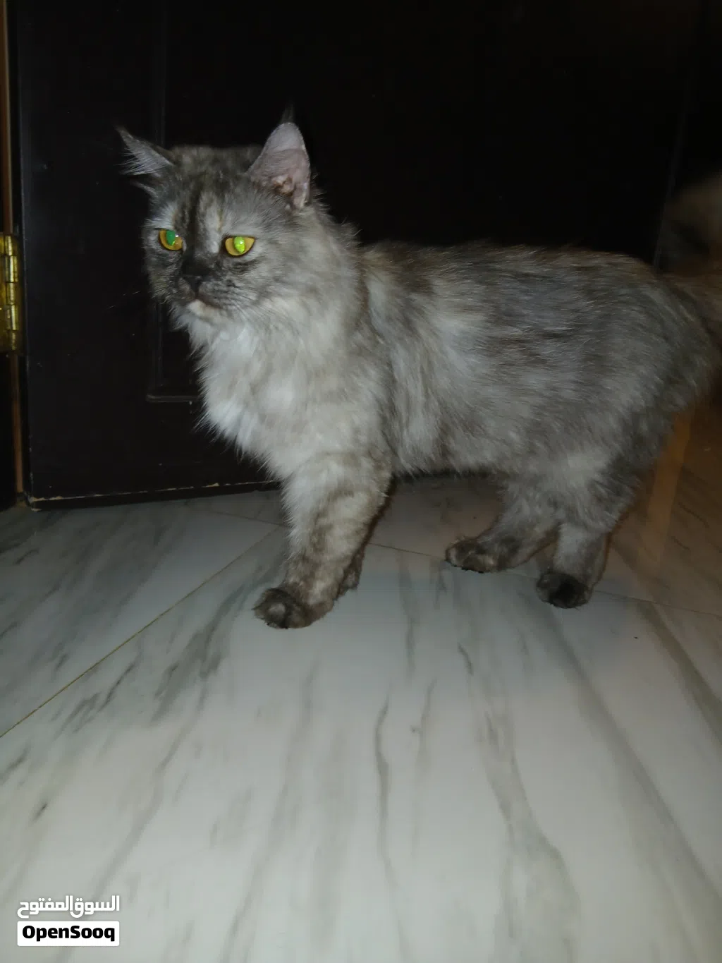 قطه شيرلزيه انثئ اليفه جدا