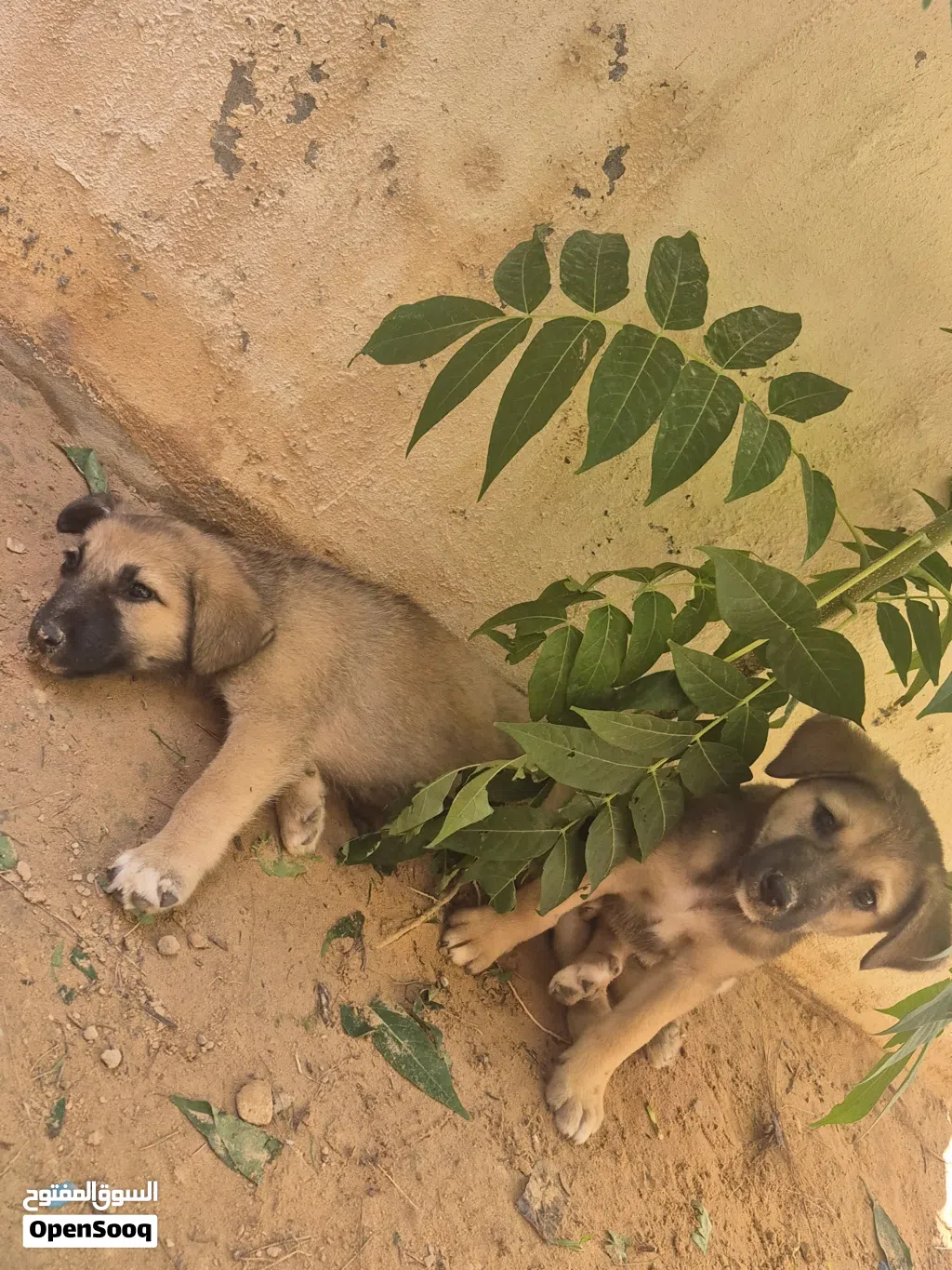 جراوي لتبني
