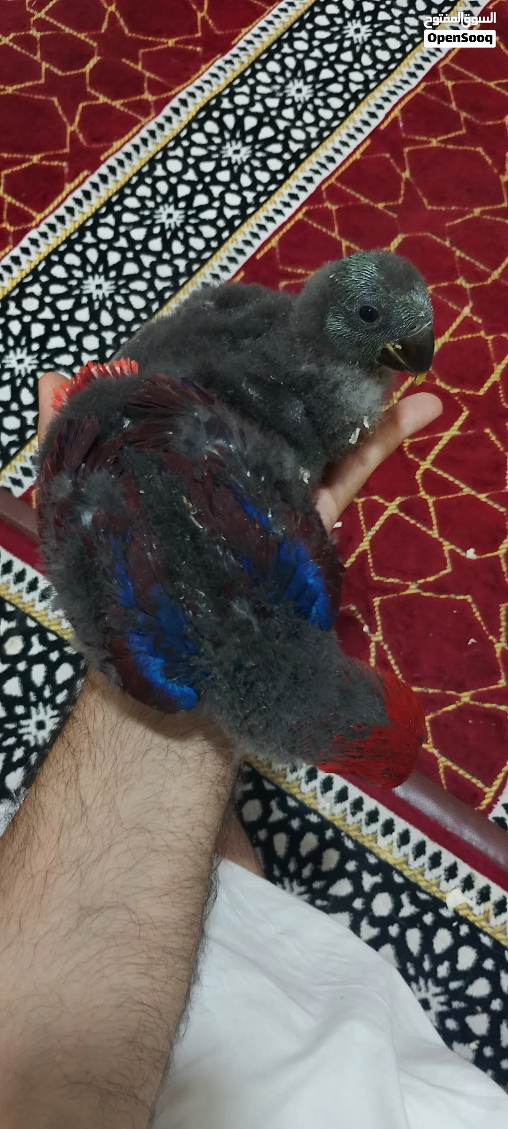 فروخ انليتكس ذكر وانثى