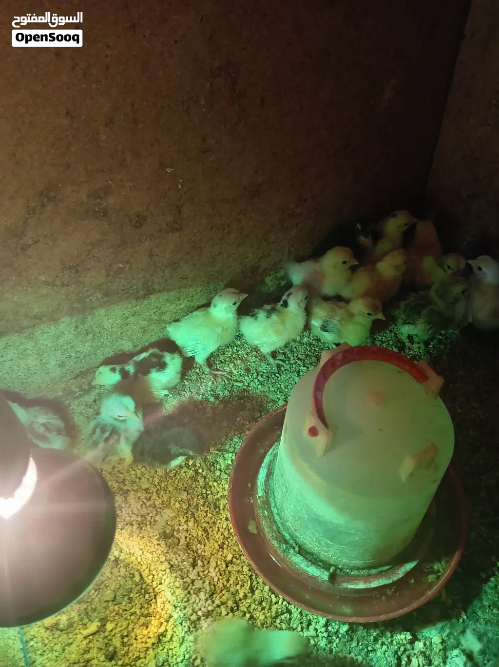 صوص دجاج كوشامو بيبي ومحلق بلاك مولتد
