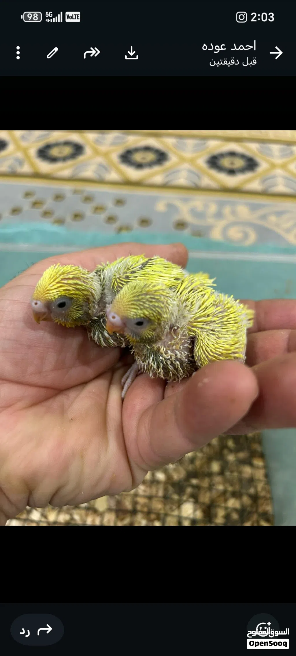 فروخ باجي هولندي