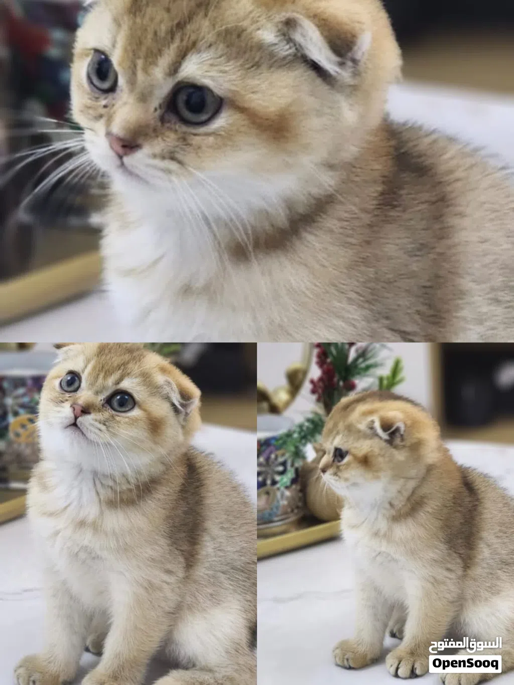 Baby kittens