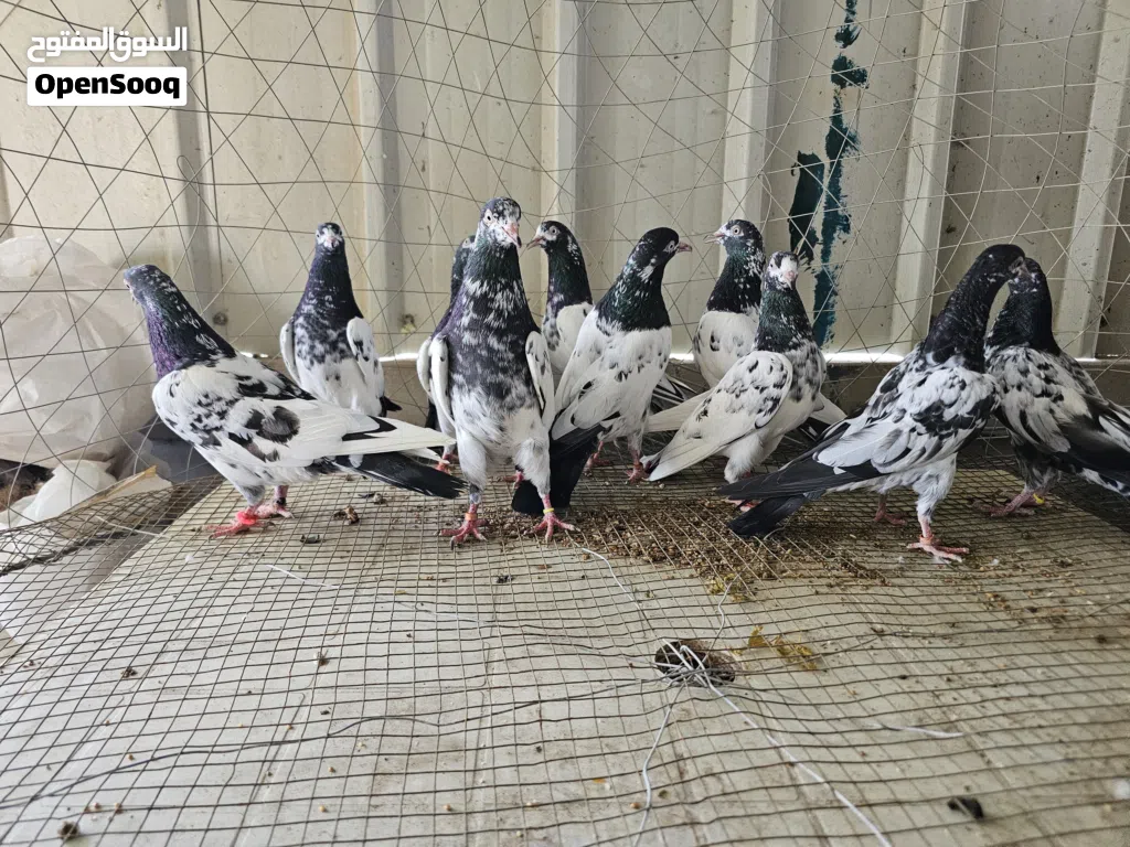 للبيع حمام باكستاني نسل 128 إقرأ الوصف بارك الله فيك