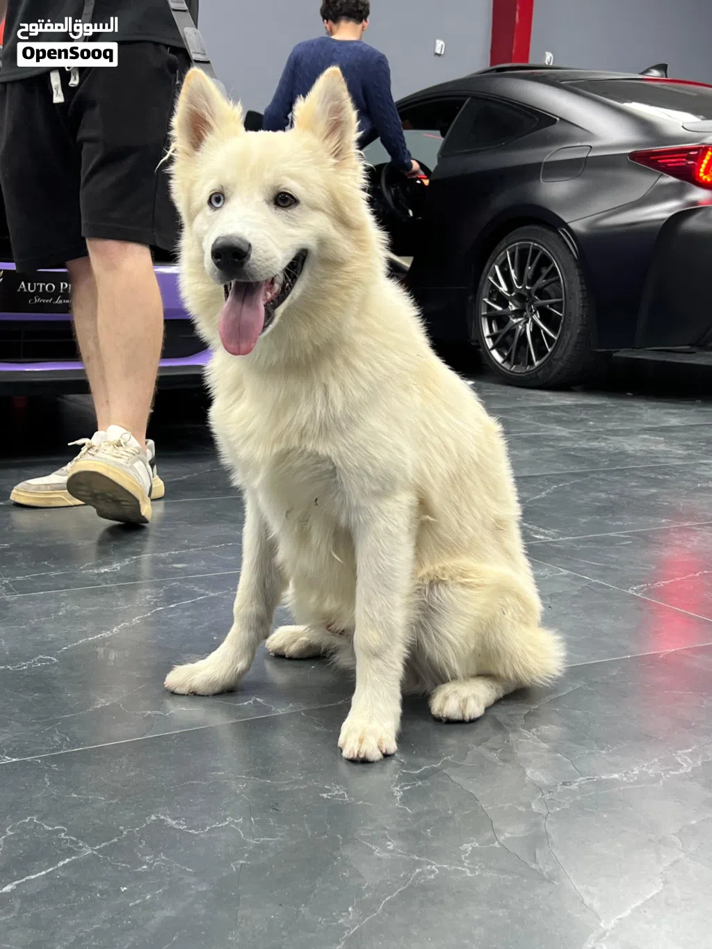 pure husky dog for sale