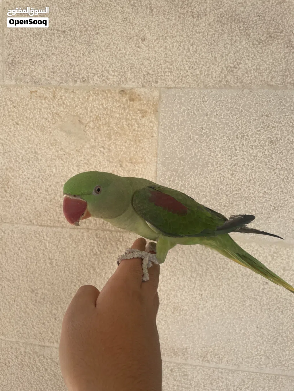 أنثى بغبغاء الدره النيبالي