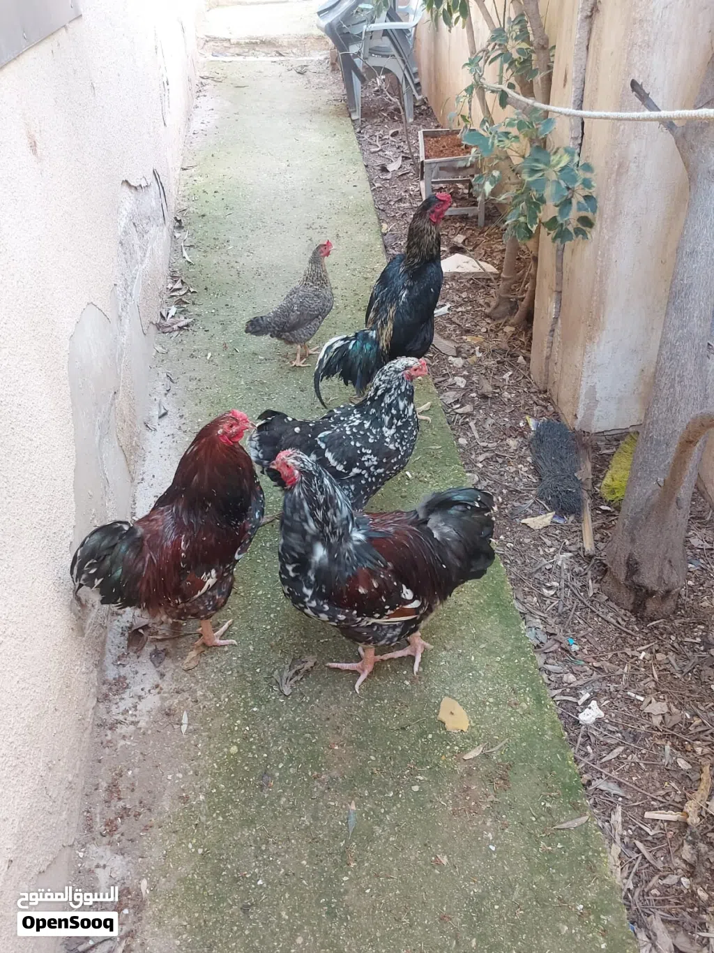 دجاج للبيع