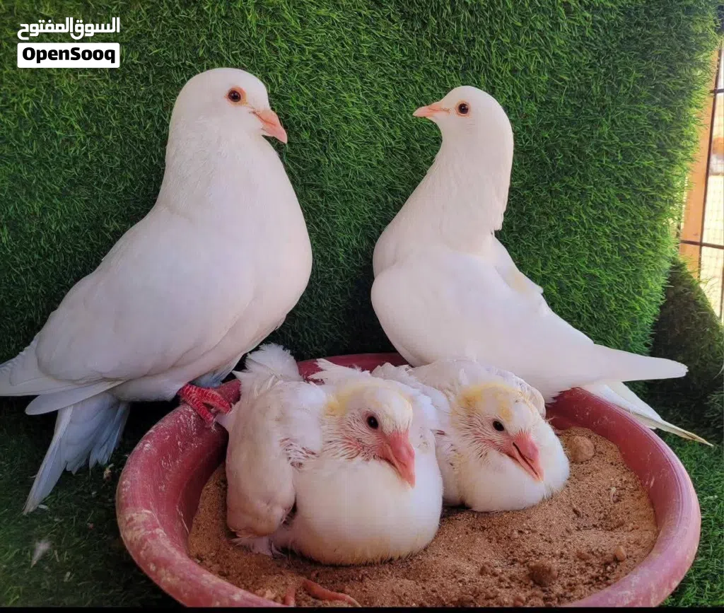 حمام فرنسي