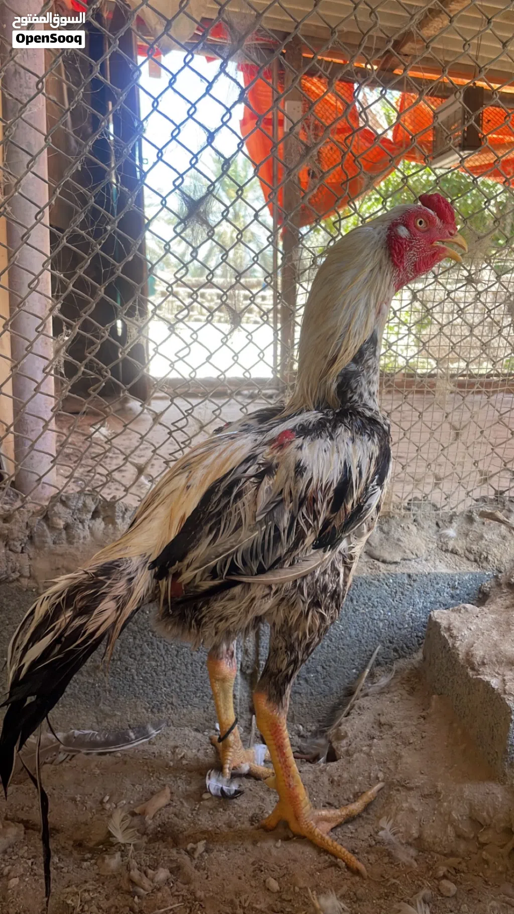 يوجد لدينا ديك باكستاني اصل سميننن ماشاء الله