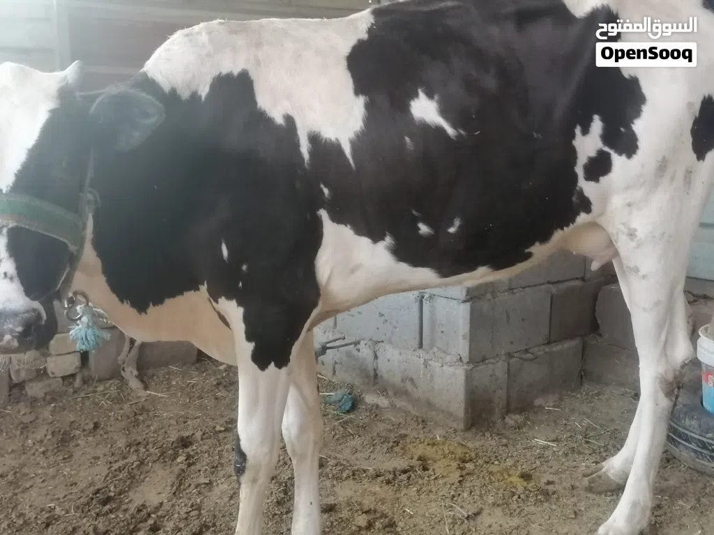 بچر اول بطن وراها عجل