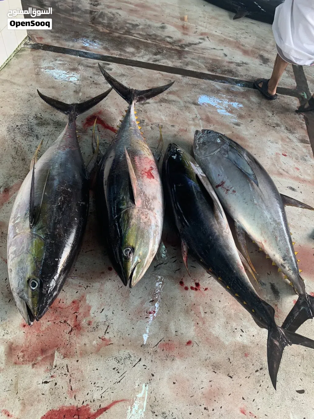 ابحث عن شريك في مشروع بيع الاسماك
