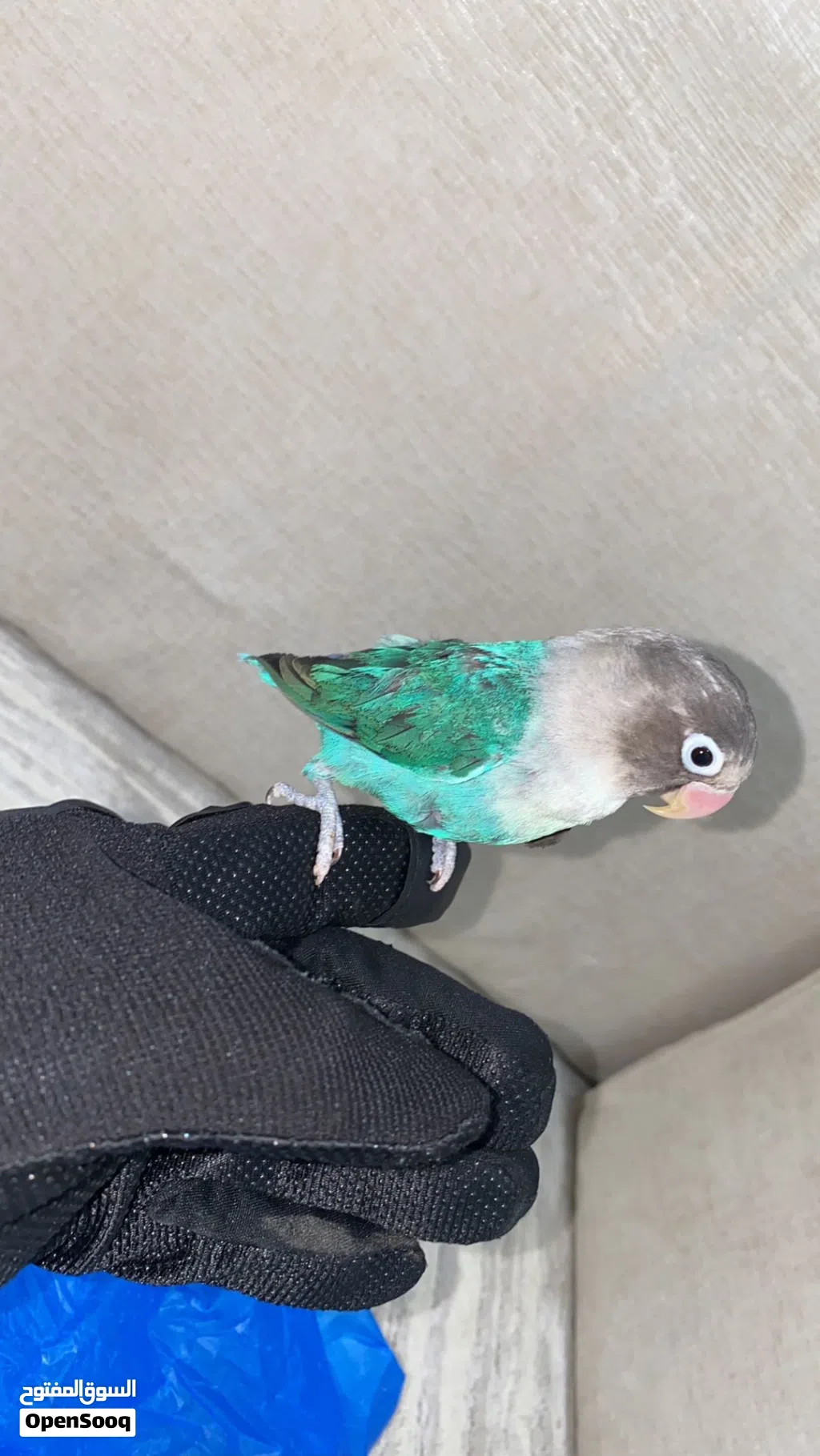 البيع طيور الفيشر
