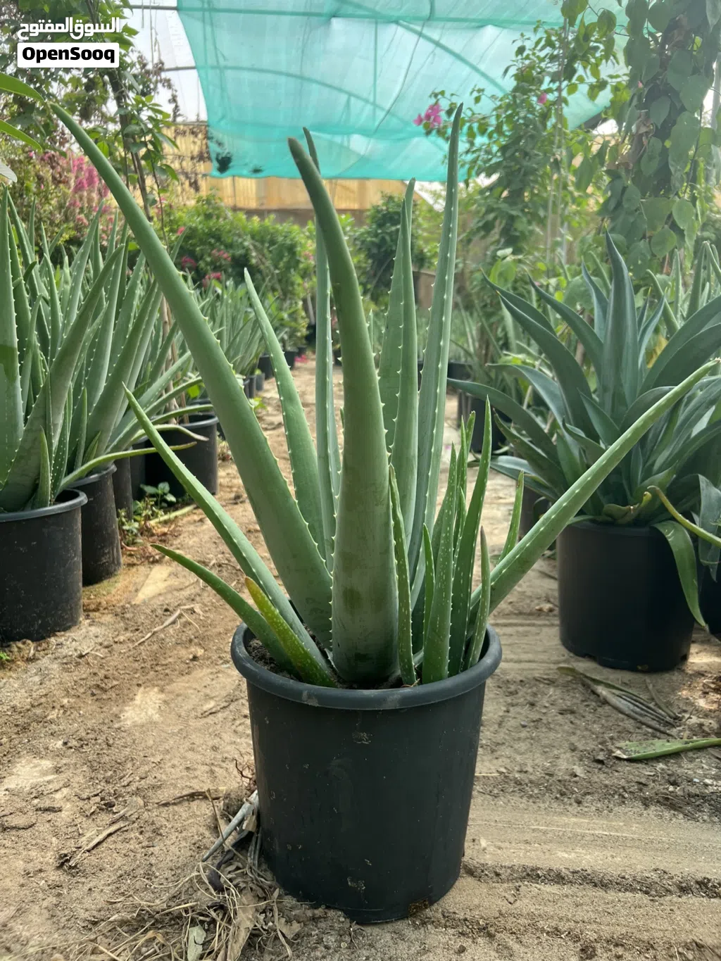 صبار ألوفيرا حجم وسط للبيع Aloe Vera Plant For Sale