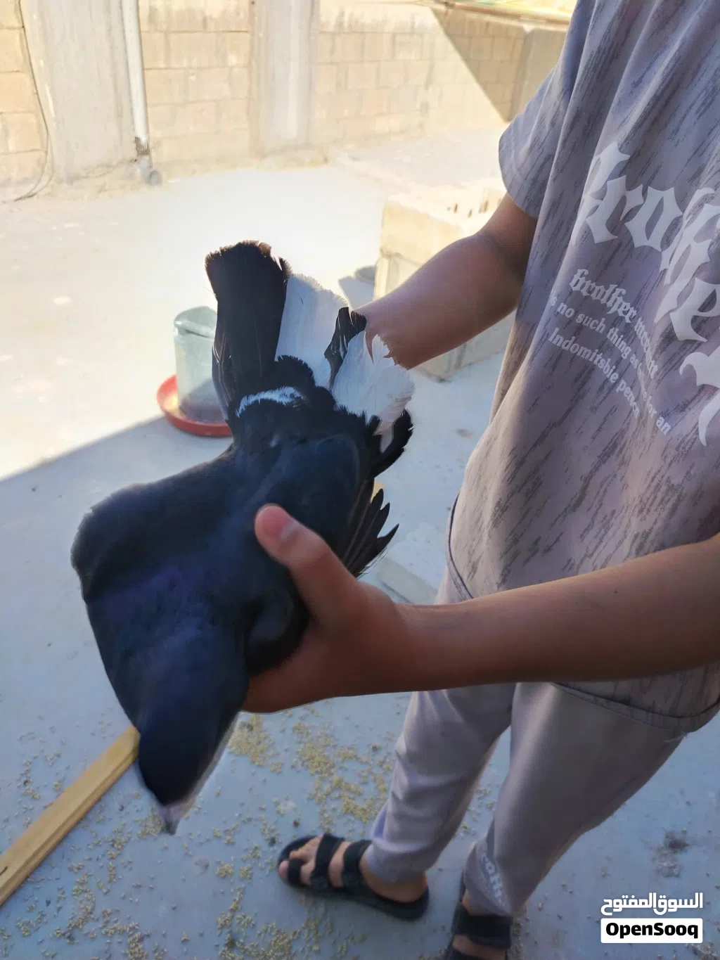 حمام للبيع ما يقارب 20 جوز
