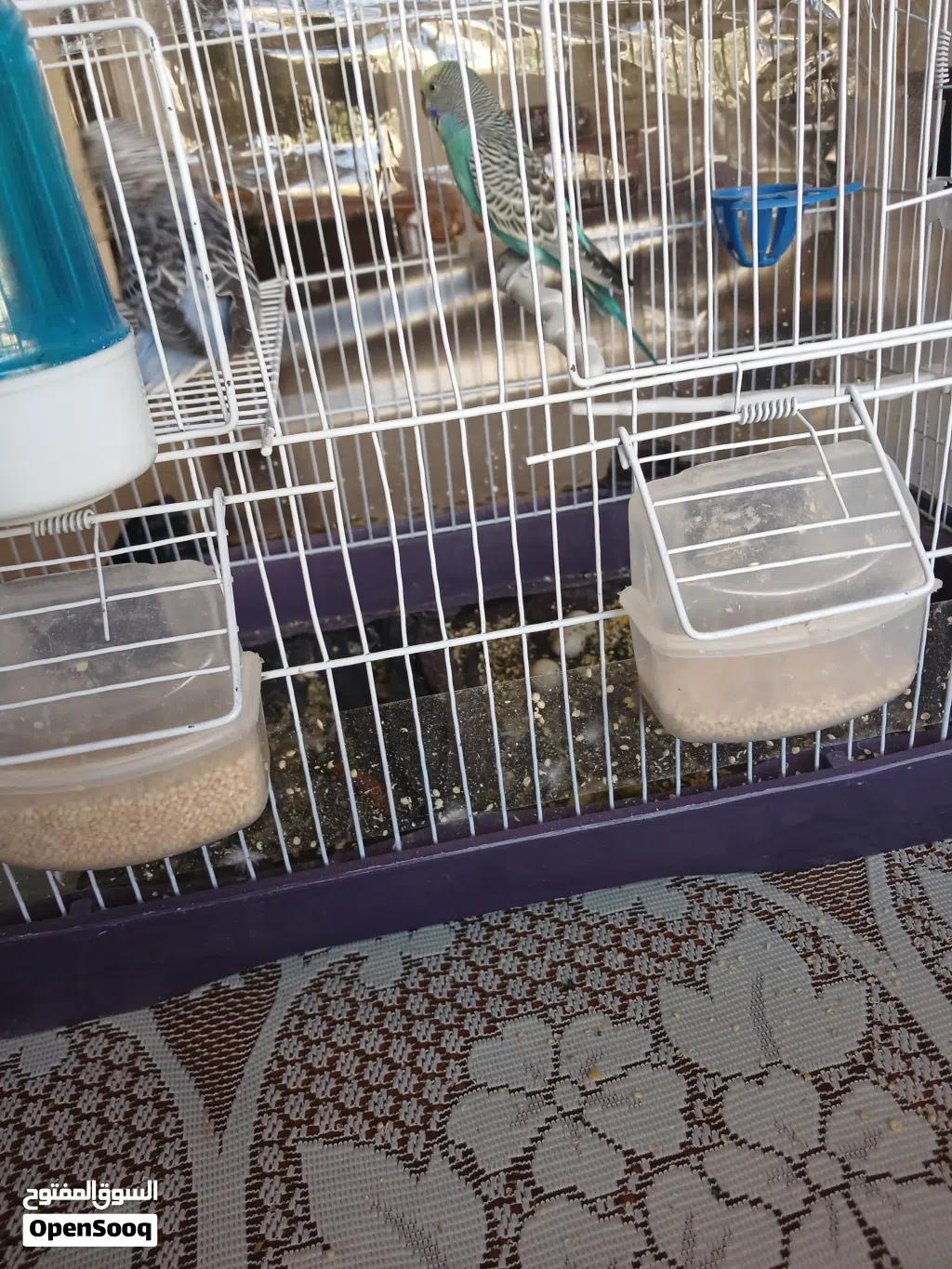 طيور حب باذجي