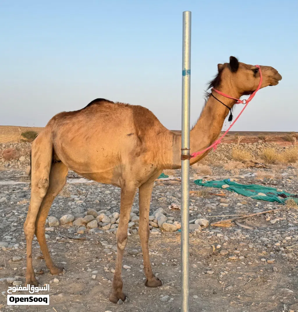 ناقة إنتاج أصيل
