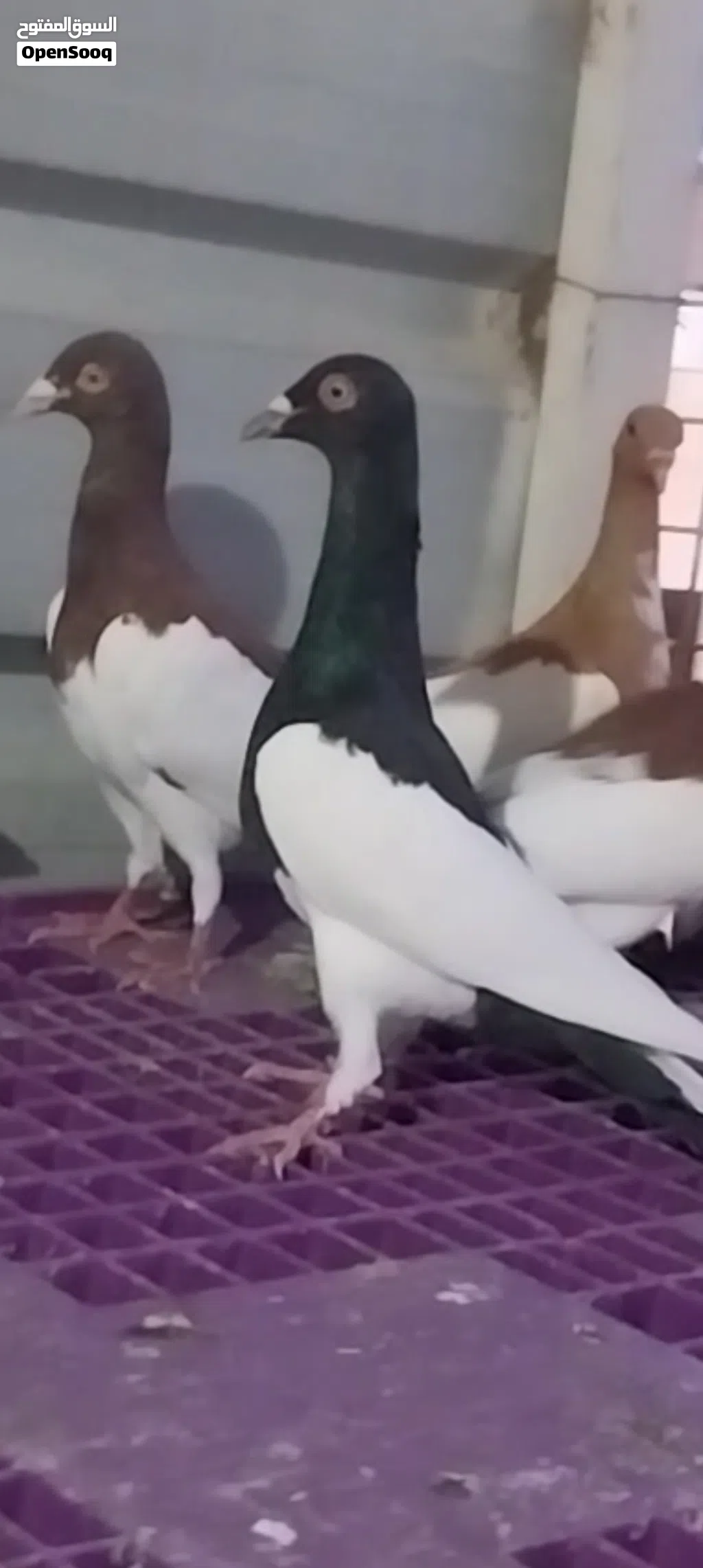 العدد 15 فحل وطيرة