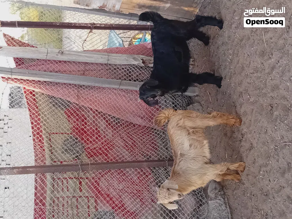 *نوع الحلال: تيوسه *العدد:2 *العمر:ثلاث اشهر إلى اربع *الصحه:ممتاز *الأسنان:ممتازه *السمن:طيب