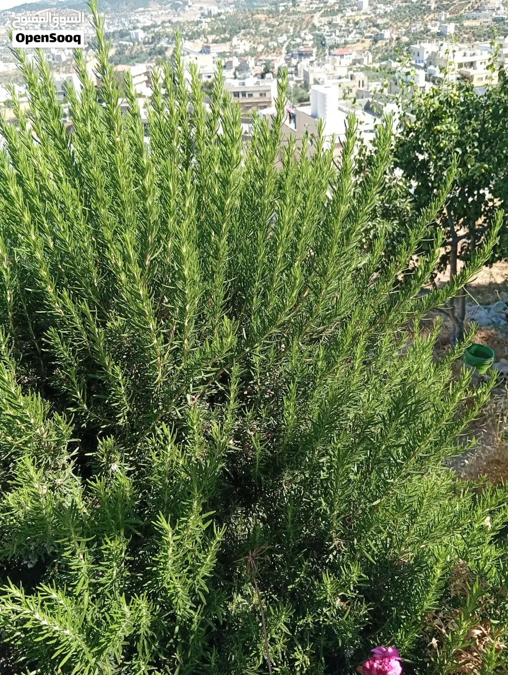 يوجد لدي حصلبان ( إكليل الجبل) طازج وبكميات كبيره للبيع .