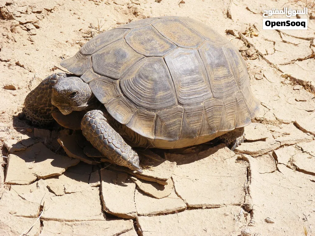 مطلوب سلاحف برية للتبني