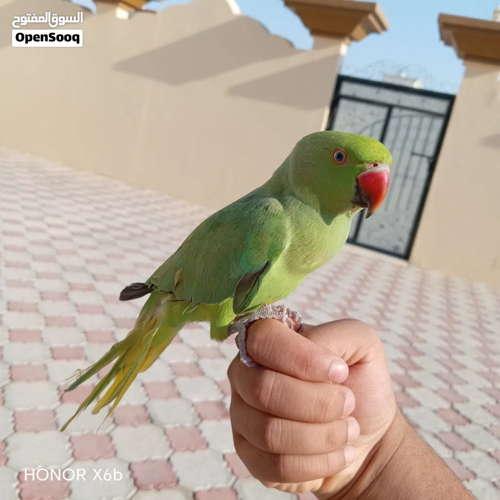 بغبغاء الدره الهندي الوصف مهم