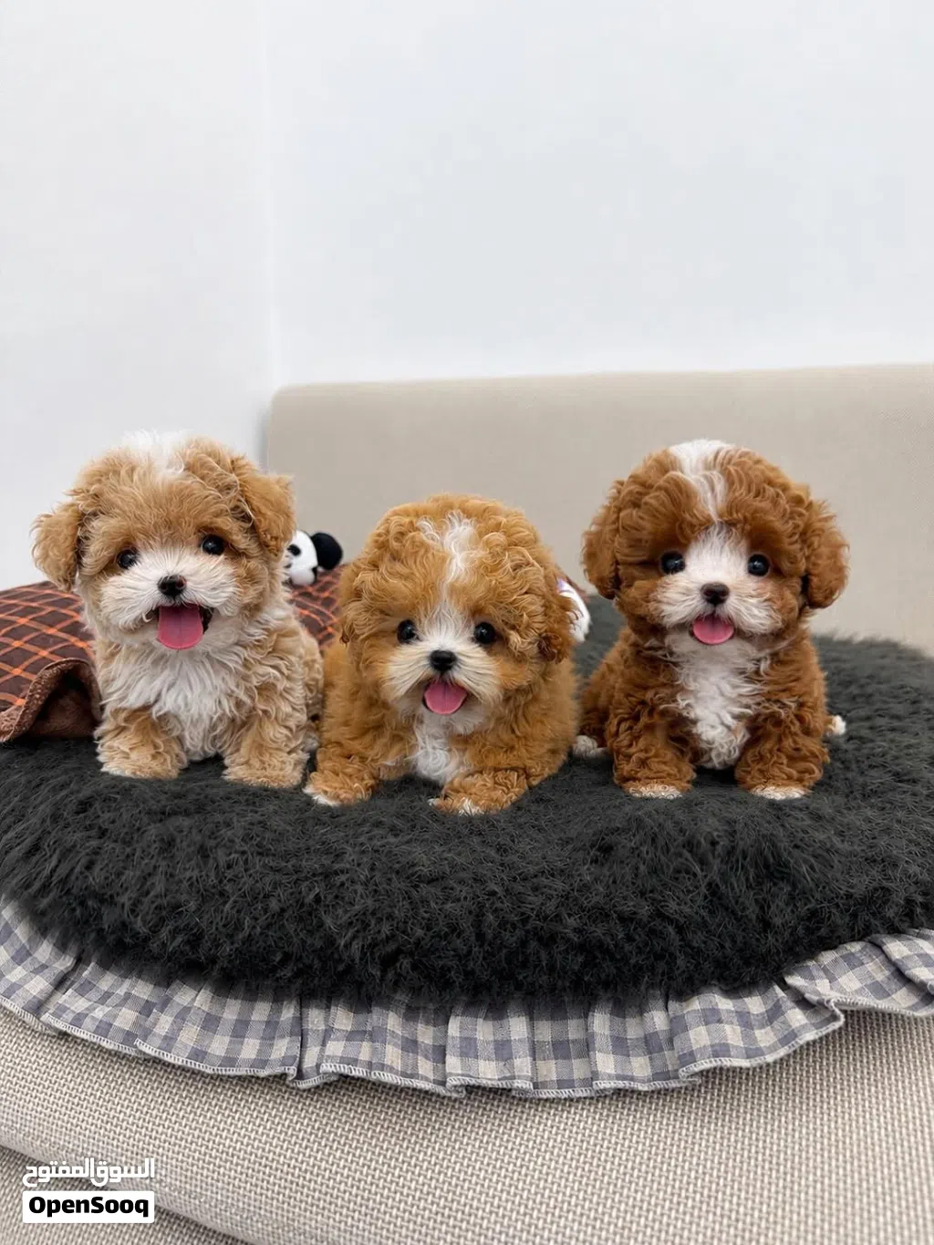 purebred Poodle puppies