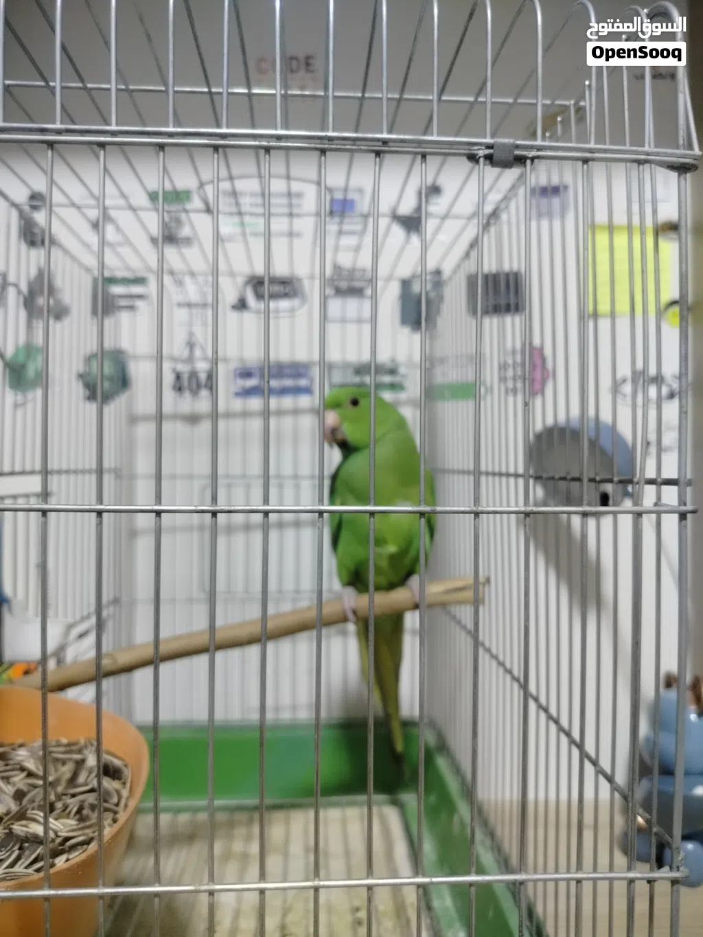 ببغاء دره هندي اليف مية المية