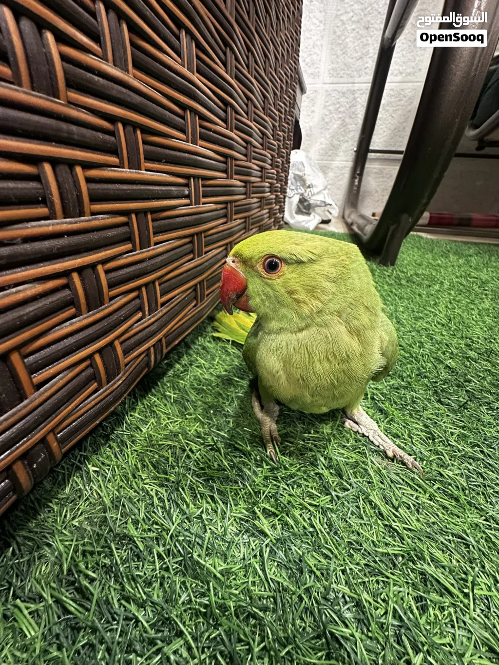 ببغاء دره هندي اليف جدا لعوب ثوب كامل آيه من الجمال صلاه النبي لعوب مع الكبار والصغار صحه ونظافه