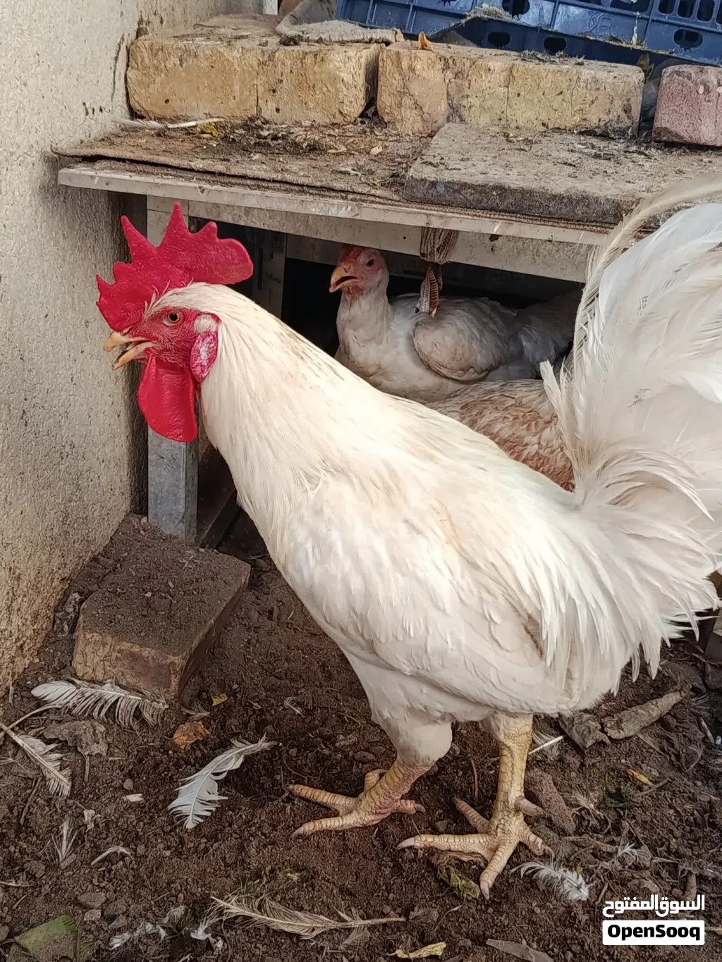 دجاج عرب نضيفات كلش صحه فول بياضات