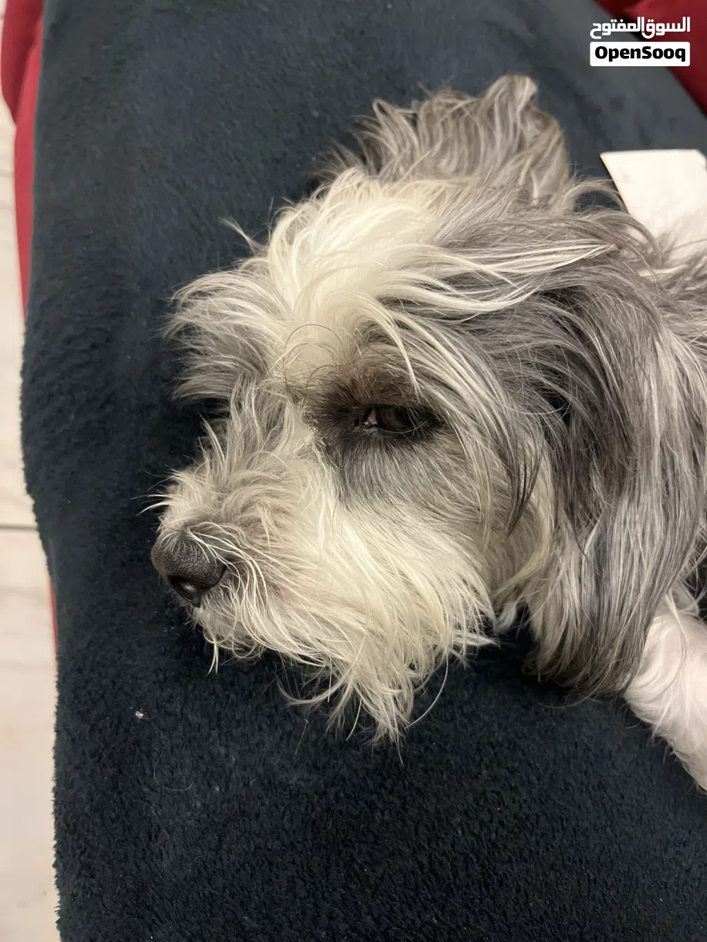 Leo looking for new home