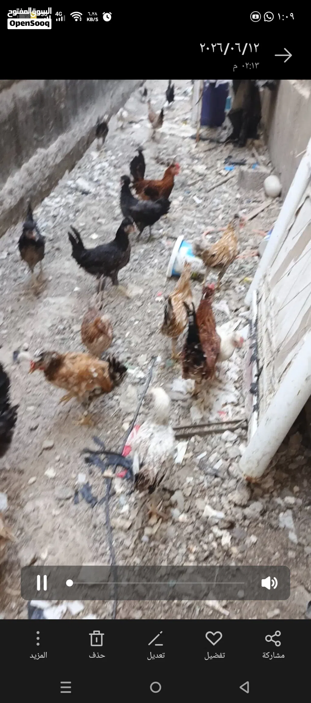 بيع دجاج كوتي افرق خط أول
