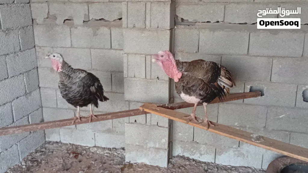 جوز رومي ديك ودجاجه