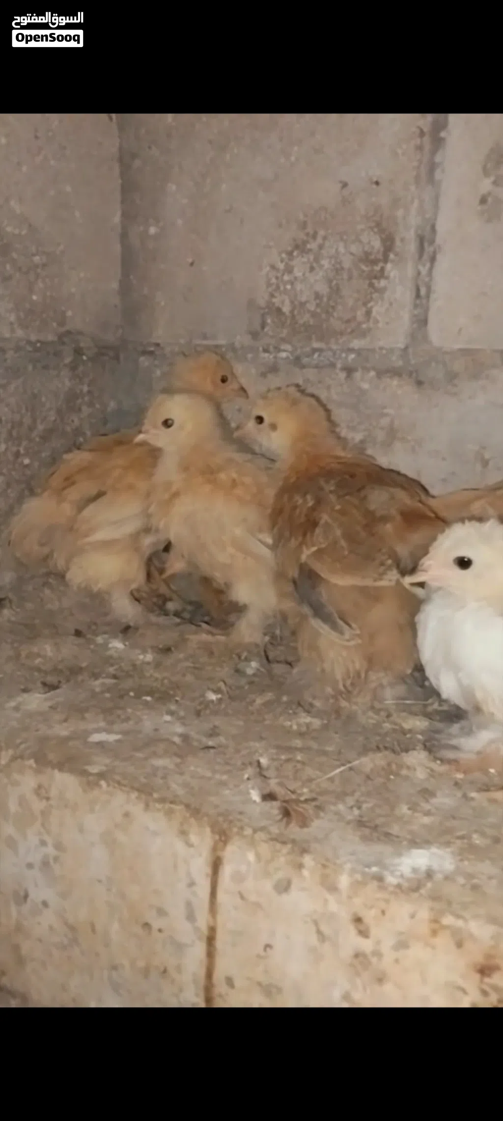 صيصان برهما وباكستاني