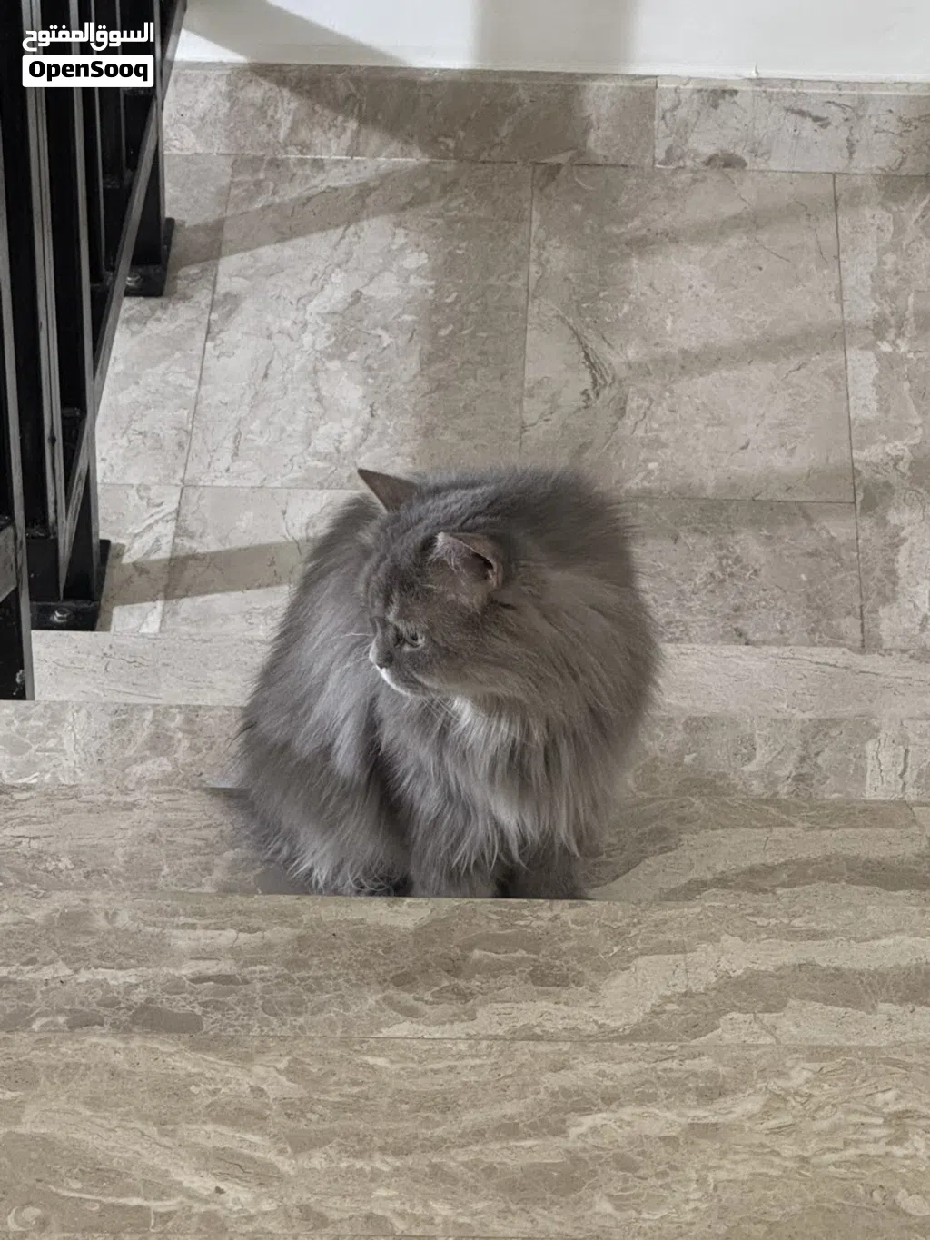 Male cat for sell