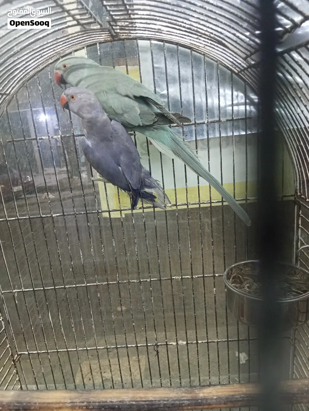 طيور للبيع
