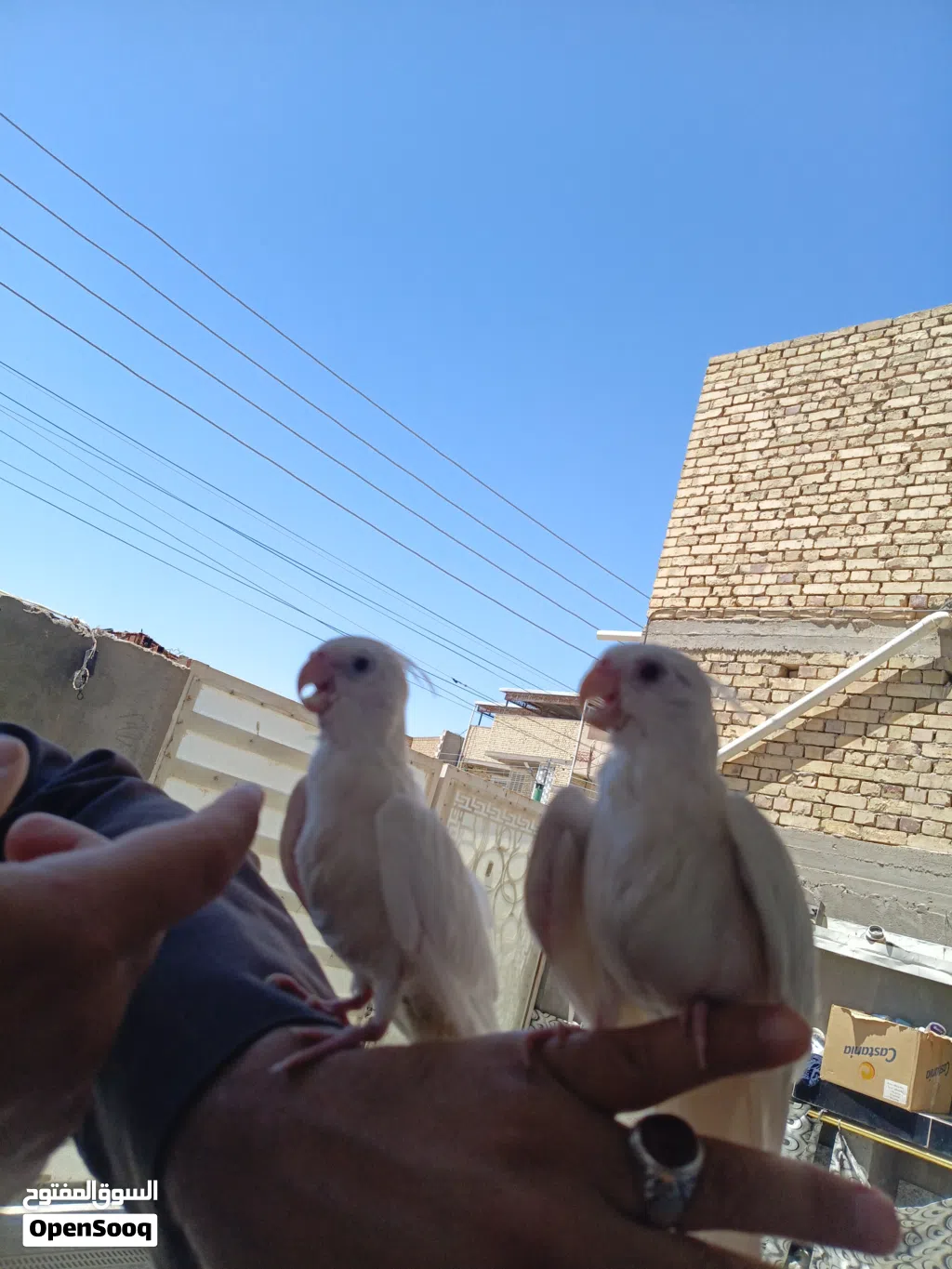 زوج كوكتيلات عمر 4اشهر مال بيت البينوو ربه كلش طينه تصيحله يجيك وين ماتروح وراك الطيور اقره وصف مهم