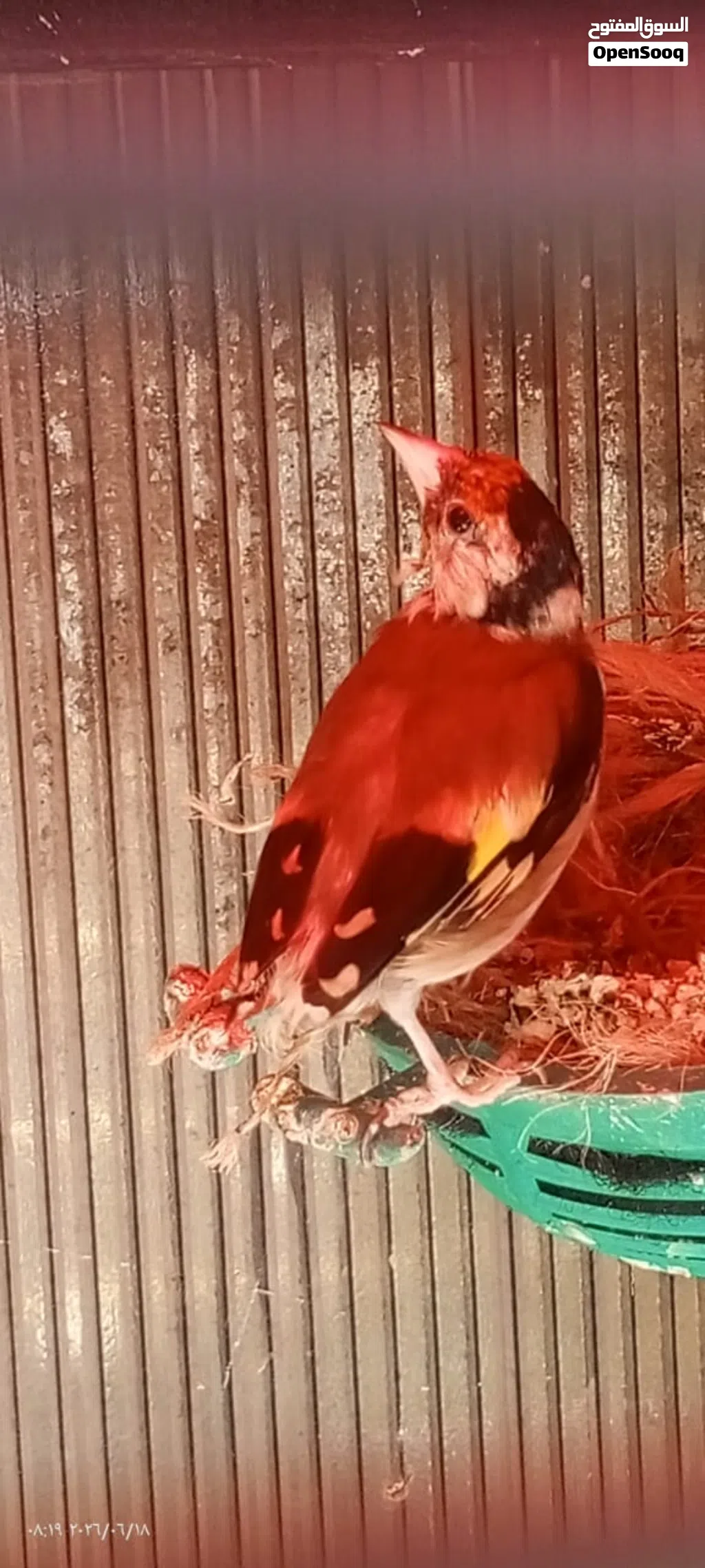 حسون بلدي عصافير