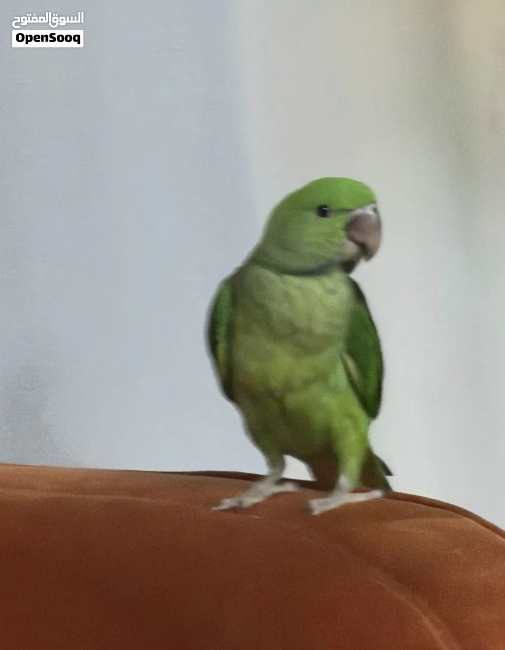ببغاء نيبالي