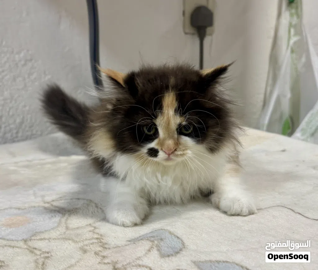 Adorable 2.5 Month-Old 5 Kittens Seeking Their Forever Homes